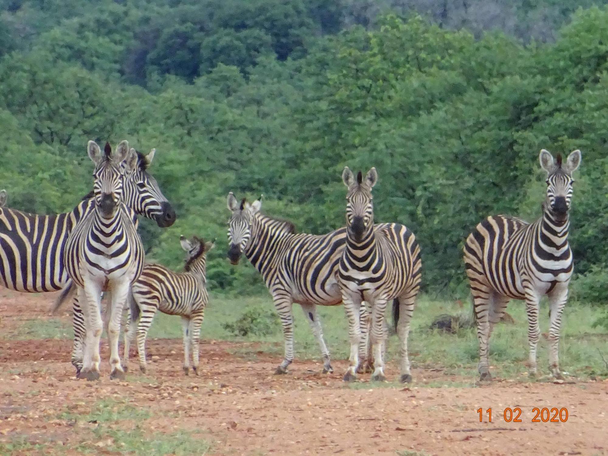 Limpokwena Nature Reserve Tokio Kültér fotó