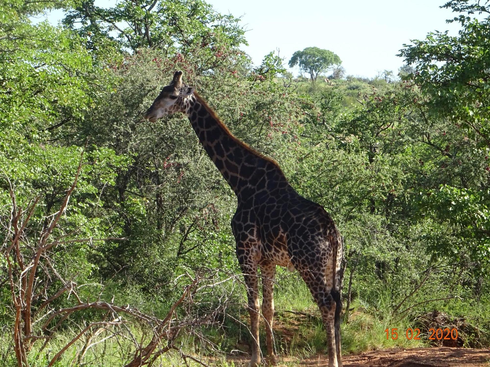 Limpokwena Nature Reserve Tokio Kültér fotó