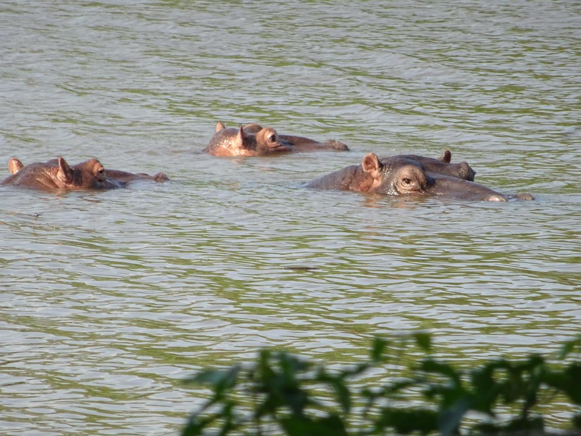 Limpokwena Nature Reserve Tokio Kültér fotó