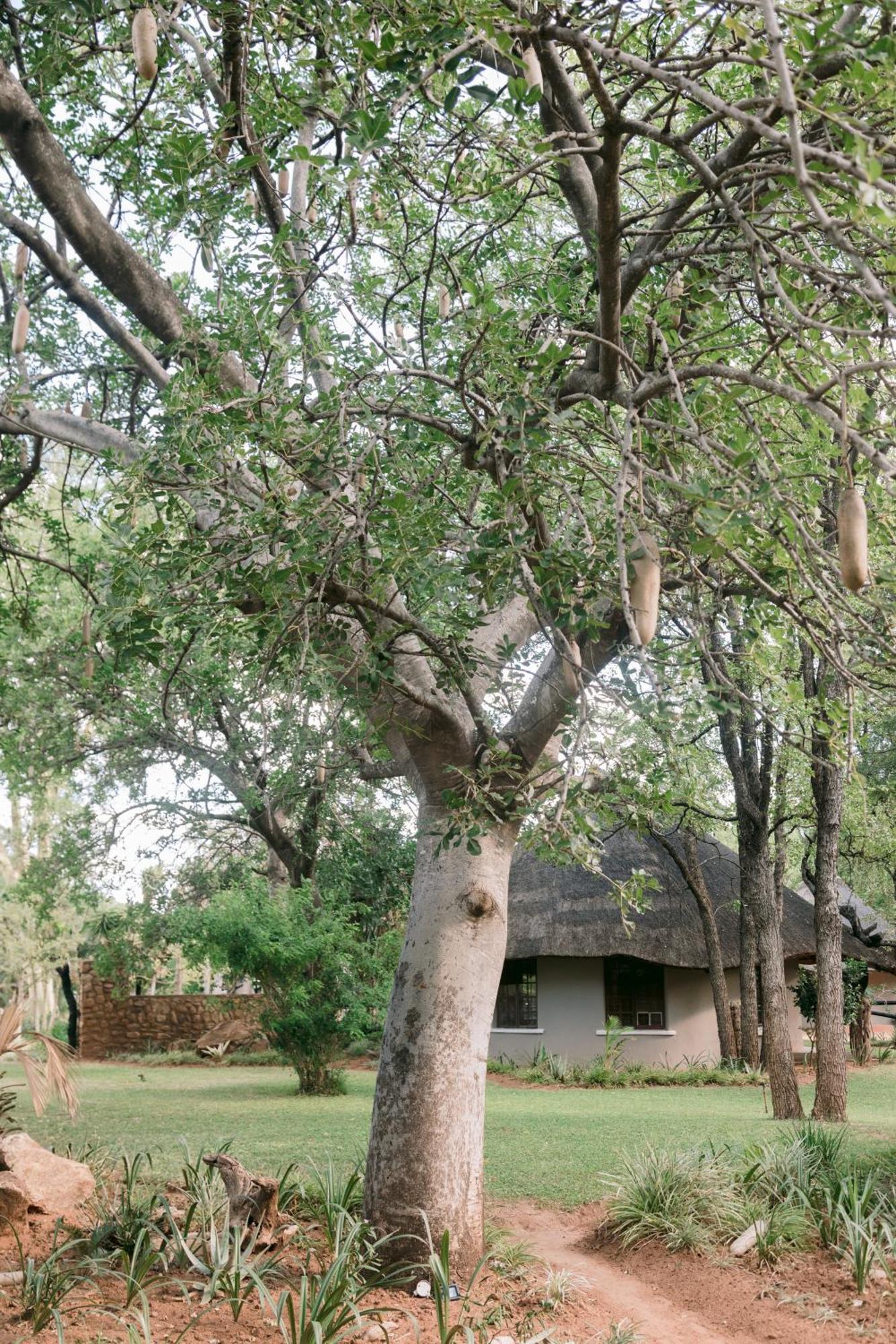 Limpokwena Nature Reserve Tokio Kültér fotó