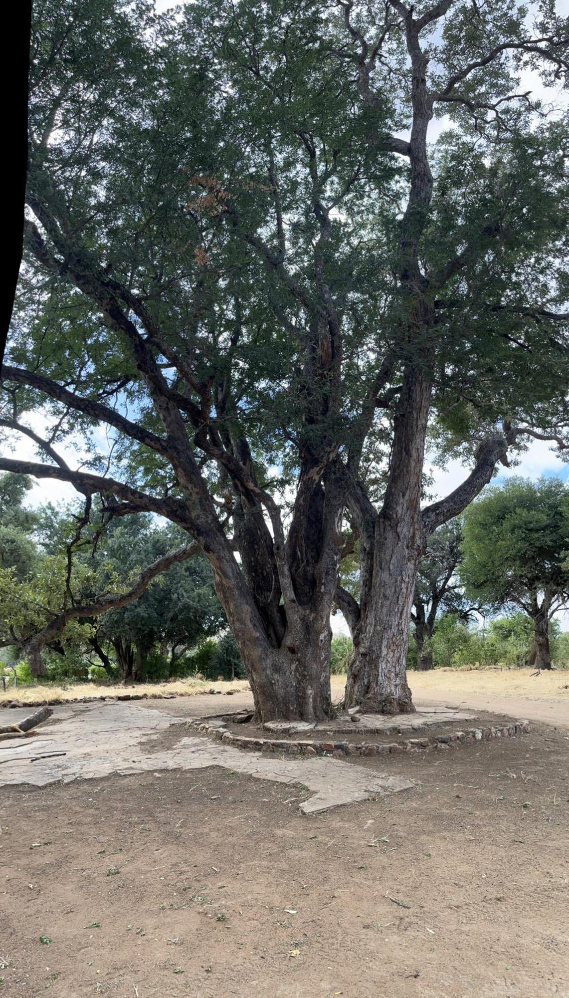 Limpokwena Nature Reserve Tokio Kültér fotó